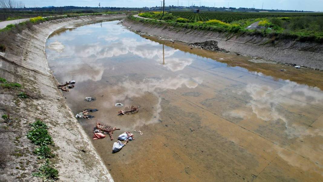 Derisini yüzüp sulama kanalına attılar! O kentte dehşete düşüren görüntüler 9